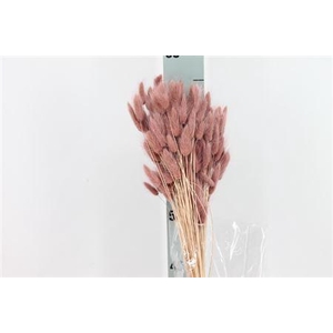 Dried Lagurus Bleached Vinaccia