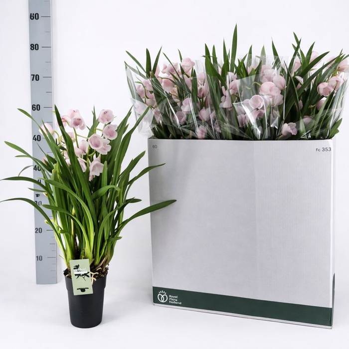 <h4>CYMB OVERIG</h4>