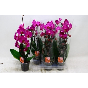 PHAL EL CASCADE