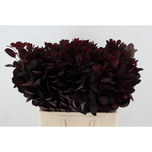 COTINUSBLAD ROYAL PURPLE
