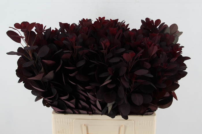 <h4>COTINUSBLAD ROYAL PURPLE</h4>