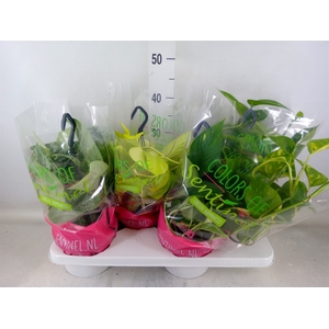 Epipremnum pinn.   HG  ...mix
