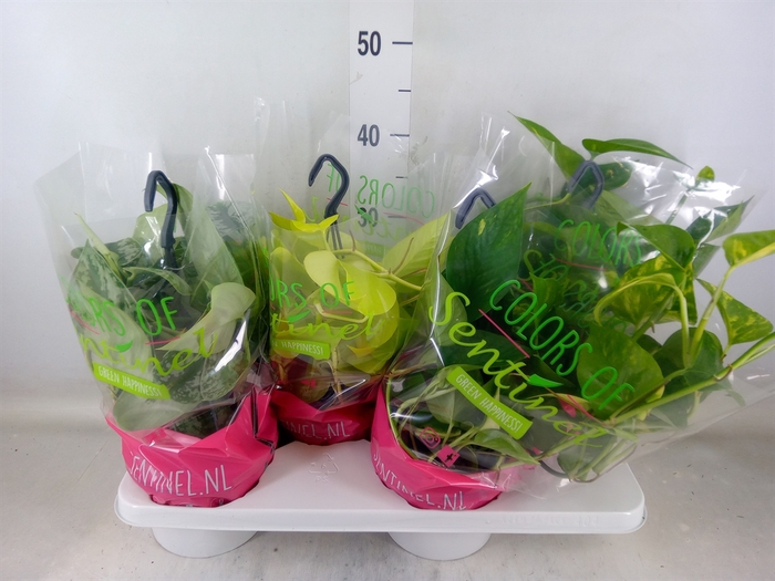 <h4>Epipremnum pinn.   HG  ...mix</h4>