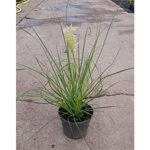 Cortaderia selloana 'Tiny White' 15 cm