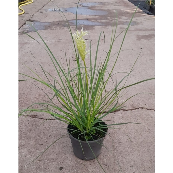 <h4>Cortaderia selloana 'Tiny White' 15 cm</h4>