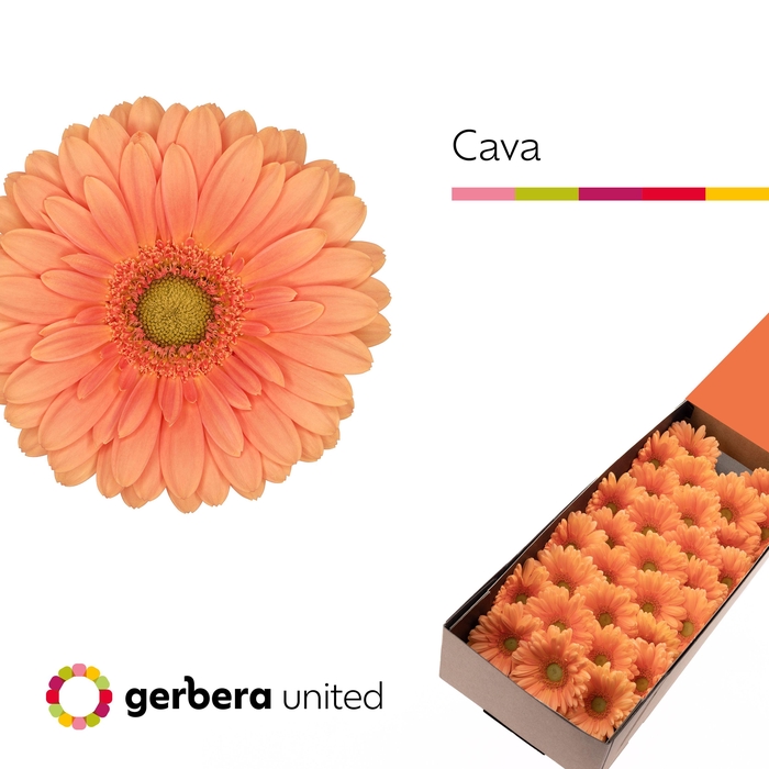 <h4>Germini Cava Doos</h4>