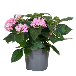 Starcluster Pink