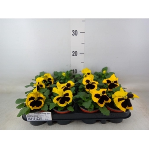 Viola wr. 'Colossus Yellow Blotch'