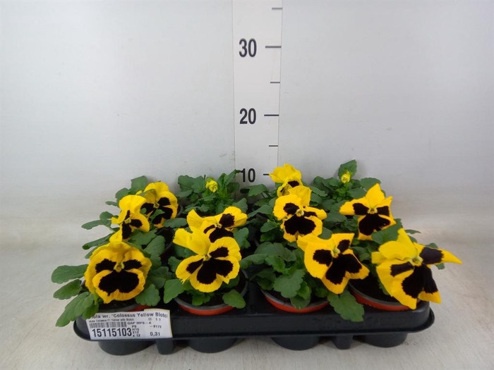 <h4>Viola wr. 'Colossus Yellow Blotch'</h4>