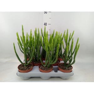 Euphorbia aeruginosa