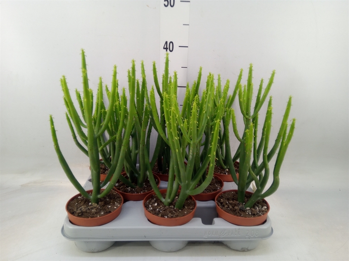 <h4>Euphorbia aeruginosa</h4>