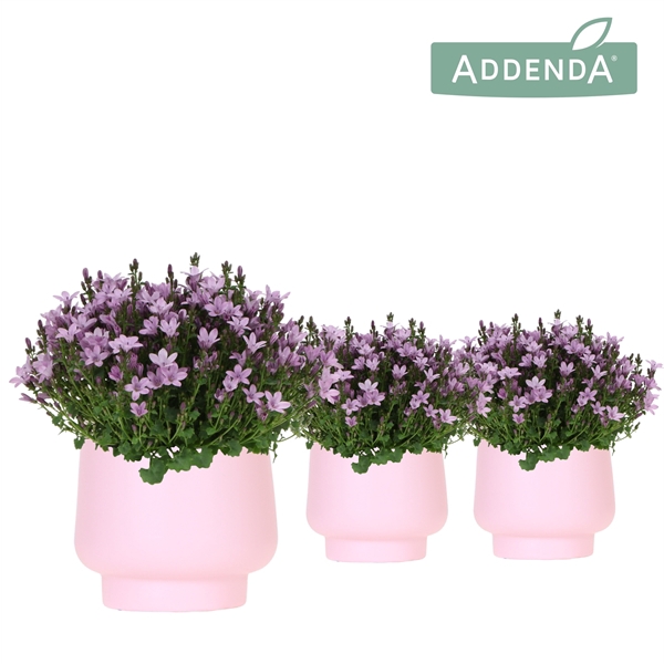 <h4>Campanula Addenda Ambella pink in Scandic pot pink</h4>