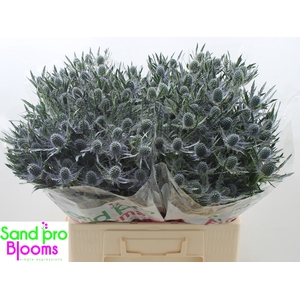 Eryngium planum Magical Blue Lagoon