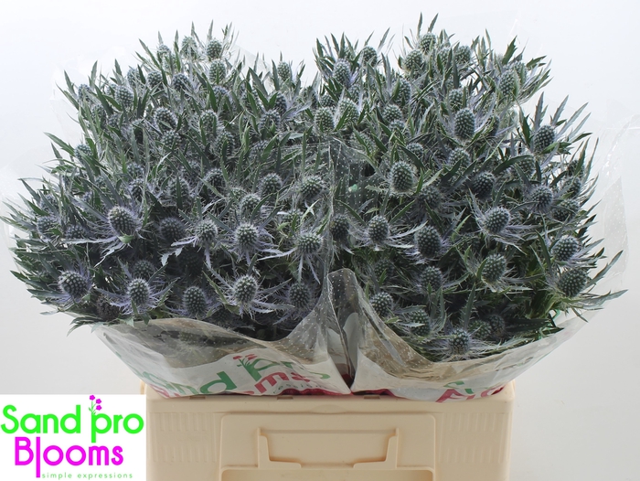 <h4>Eryngium planum Magical Blue Lagoon</h4>
