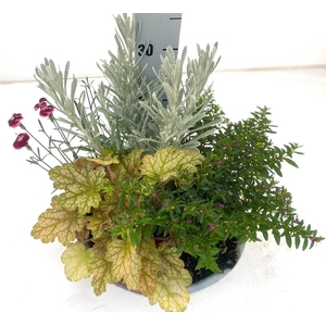 VASTE PLANTEN OV