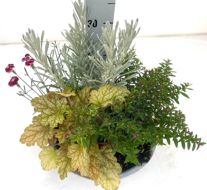 <h4>VASTE PLANTEN OV</h4>