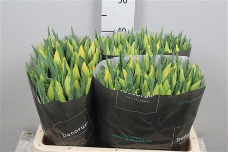 <h4>Tu En Strong Gold</h4>