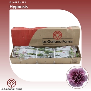 Dianthus St Hypnosis