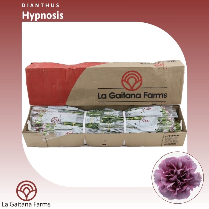 <h4>Dianthus St Hypnosis</h4>
