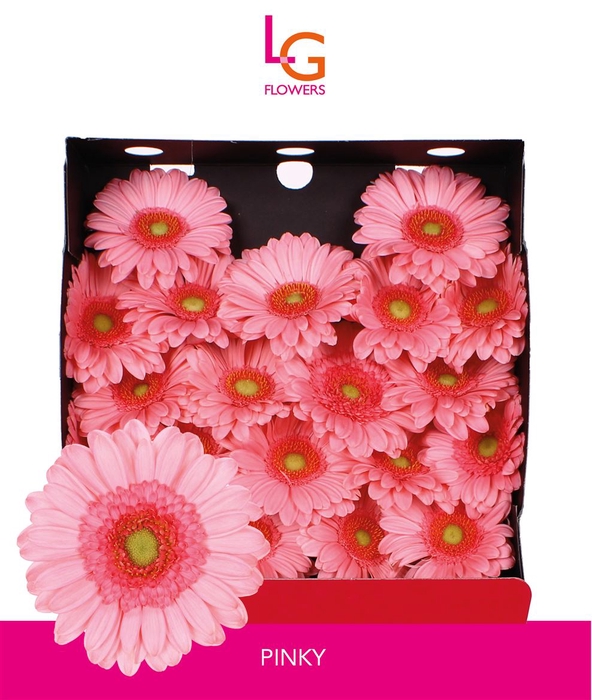 <h4>Germini Pinky Diamond</h4>