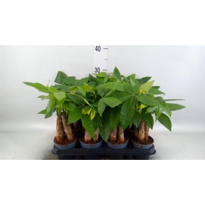 Pachira aquatica