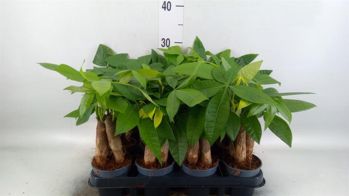 <h4>Pachira aquatica</h4>