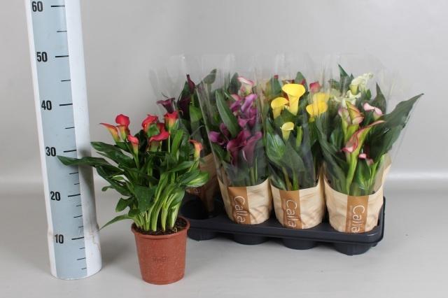 <h4>ZANT GEM 6 KL</h4>