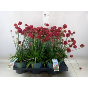 Armeria pseud. 'Ballerina'
