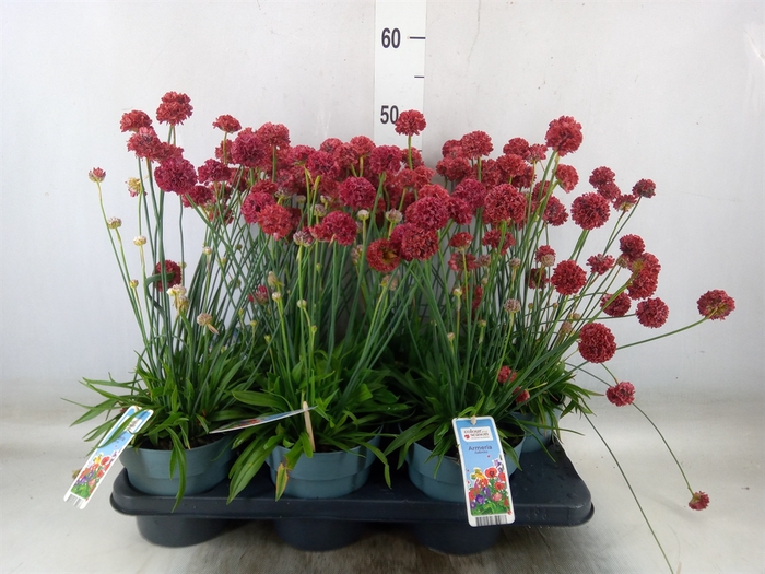 <h4>Armeria pseud. 'Ballerina'</h4>