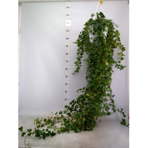 Hedera helix 'Wonder'