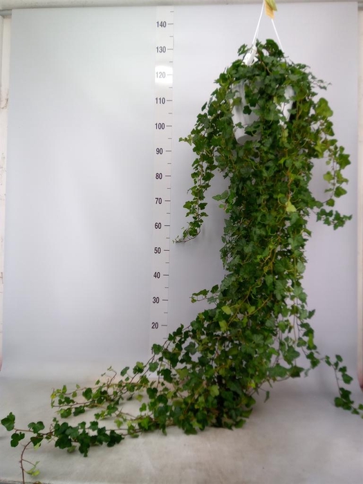 <h4>Hedera helix 'Wonder'</h4>