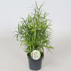 Asparagus falcatus
