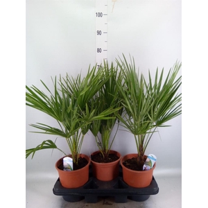 Chamaerops humilis