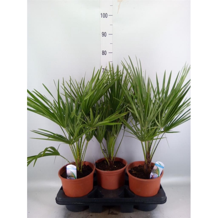<h4>Chamaerops humilis</h4>