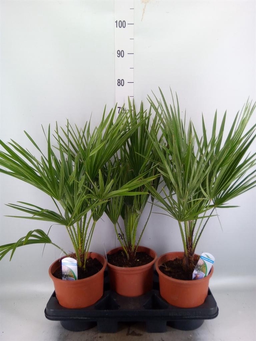 Chamaerops humilis