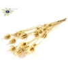 Cardi distel bleached 5pc/bunch 70cm bleached