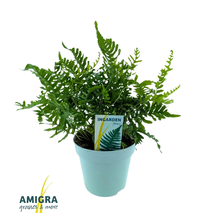 <h4>Polypodium vulgare</h4>