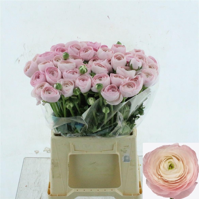 <h4>RAN SU HANOI</h4>