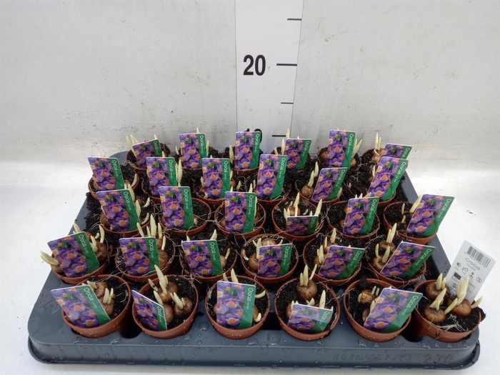 <h4>Crocus   ...in pot</h4>