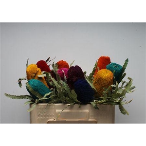 Banksia Prionotis Mixed Colours