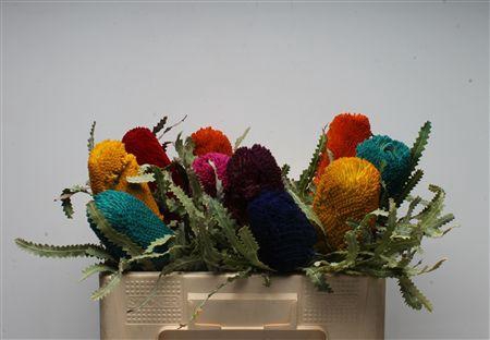 <h4>Banksia Prionotis Mixed Colours</h4>