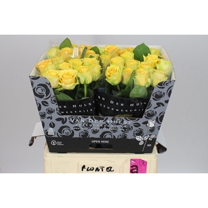 Rosa Gr Lemon Finess