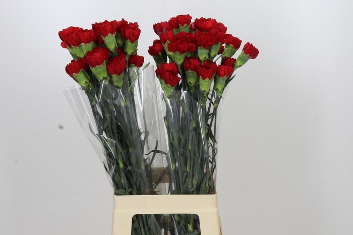 <h4>Dianthus St Don Pedro</h4>