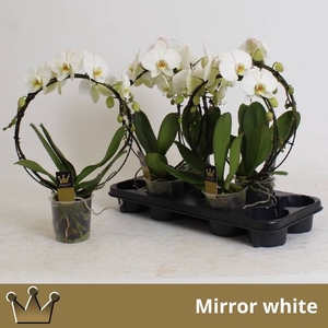 PHAL MIRROR WHITE 2 TAK