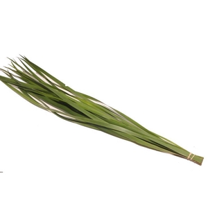 Typha Vacuum X5