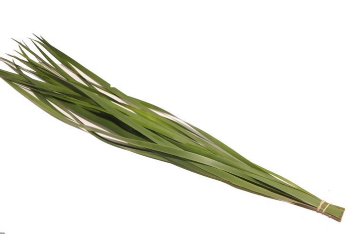 <h4>Typha Vacuum X5</h4>