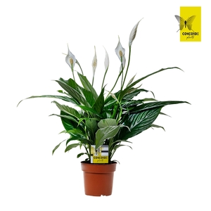 Spathiphyllum 13 cm Sweet Benito zonder hoes + steker