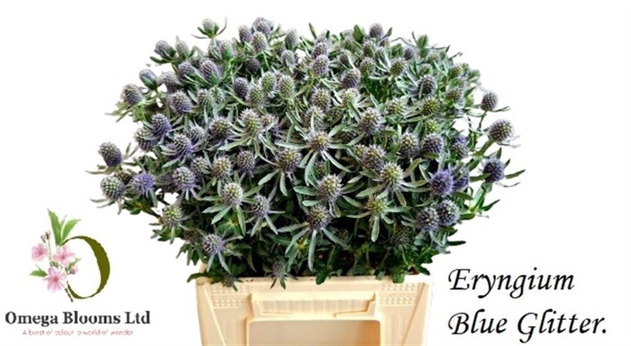 <h4>Eryngium Framb Blue Glitter</h4>