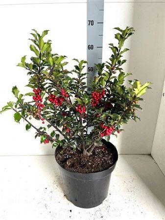 arr8 Ilex Mes Blue Prince