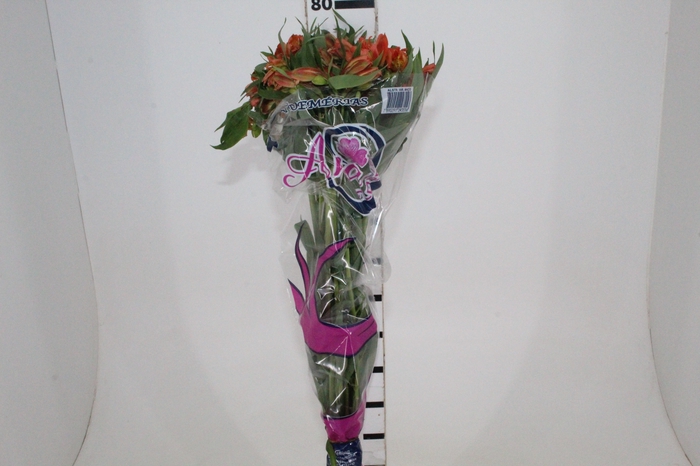 <h4>ALSTROEMERIA ORANGE QUEEN 080 CM</h4>